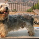 Dandie Dinmont Terrier