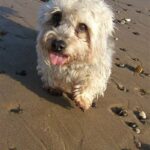 Dandie Dinmont Terrier
