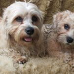 Dandie Dinmont Terrier