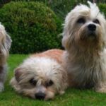 Dandie Dinmont Terrier