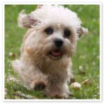 Dandie Dinmont Terrier