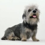 Dandie Dinmont Terrier