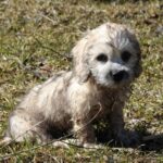 Dandie Dinmont Terrier