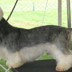 Dandie Dinmont Terrier