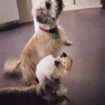 Dandie Dinmont Terrier