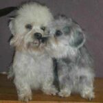 Dandie Dinmont Terrier