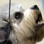 Dandie Dinmont Terrier