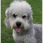 Dandie Dinmont Terrier