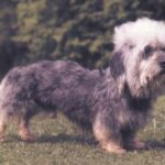 Dandie Dinmont Terrier
