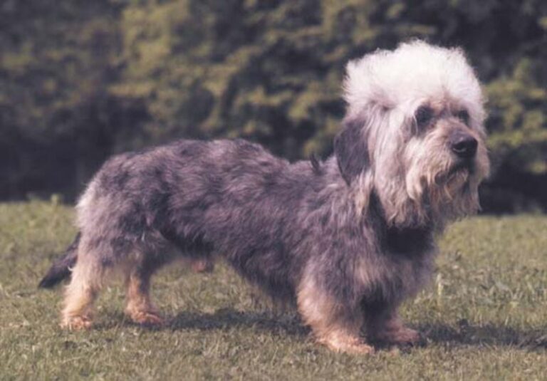 Dandie Dinmont Terrier
