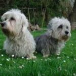 Dandie Dinmont Terrier