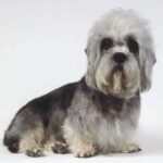 Dandie Dinmont Terrier