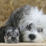 Dandie Dinmont Terrier