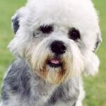 Dandie Dinmont Terrier
