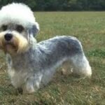 Dandie Dinmont Terrier