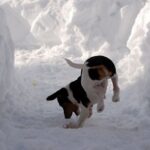 Dansk-Svensk Gårdshund