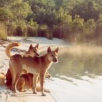 Dingo