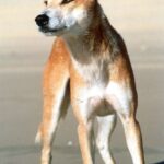 Dingo