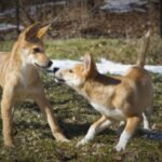 Dingo