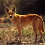 Dingo