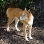 Dingo