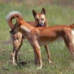 Dingo