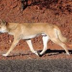 Dingo