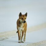 Dingo