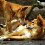 Dingo