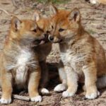 Dingo