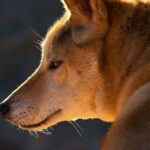 Dingo