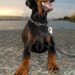 Dobermann