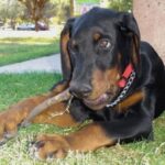 Dobermann