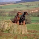 Dobermann