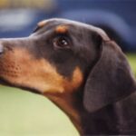 Dobermann