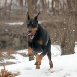 Dobermann