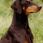 Dobermann