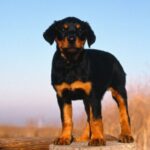 Dobermann