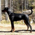 Dobermann