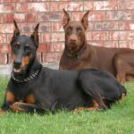 Dobermann