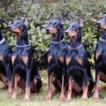 Dobermann