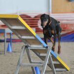 Dobermann