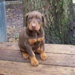 Dobermann