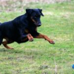 Dobermann
