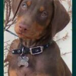 Dobermann