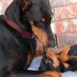 Dobermann