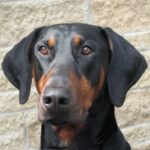 Dobermann