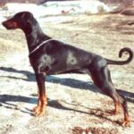 Dobermann