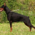 Dobermann