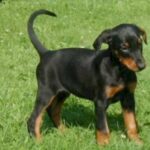 Dobermann